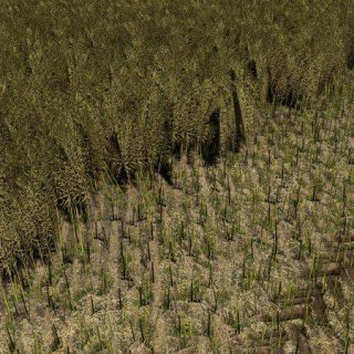 Canola Texture V Fs Farming Simulator Fs